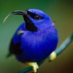 negative-space-exotic-blue-bird