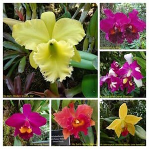 Plantilla de orgquideas que cultica el ICAGES